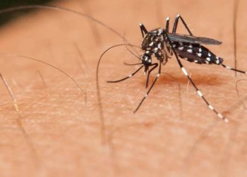 Aumenta 400% casos de dengue