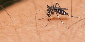 Aumenta 400% casos de dengue
