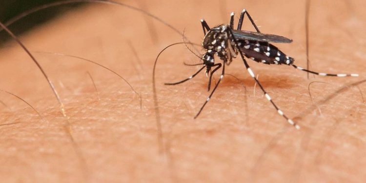 Aumenta 400% casos de dengue