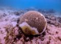 Corales del mar Caribe mexicano peligran por Síndrome Blanco
