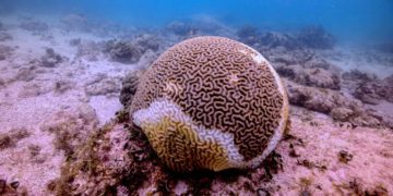Corales del mar Caribe mexicano peligran por Síndrome Blanco