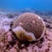 Corales del mar Caribe mexicano peligran por Síndrome Blanco
