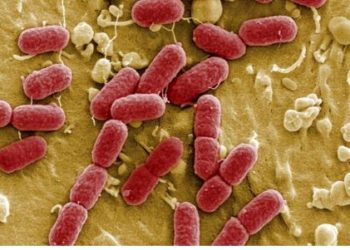 Resistencias bacterianas a los antibióticos son reversibles
