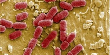 Resistencias bacterianas a los antibióticos son reversibles