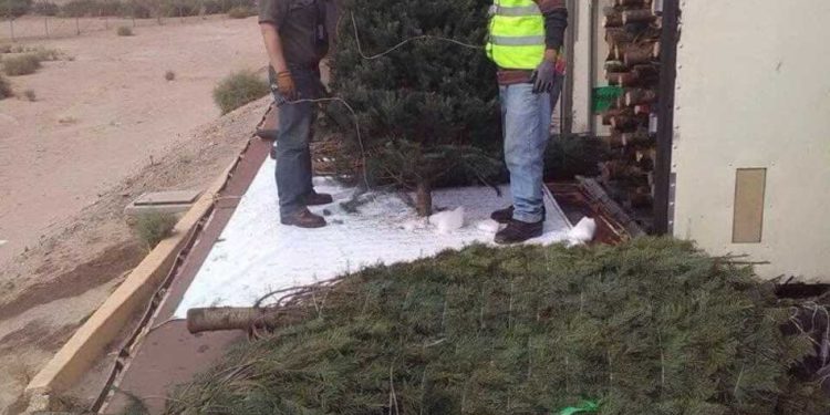 Inspección de árboles navideños