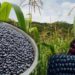 Producción de maíz y frijol creció 10% y 44% en un año