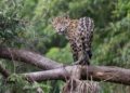 Preocupa a Morena que sustituyan “área natural” por “reserva biocultural”