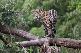 Preocupa a Morena que sustituyan “área natural” por “reserva biocultural”