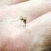 Confirman en España caso de dengue por transmisión sexual