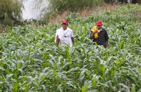 Recorte presupuestal al campo es un grave error: Dip. Laura Silva