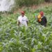 Recorte presupuestal al campo es un grave error: Dip. Laura Silva
