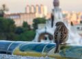Cómo impacta el cambio climático a las aves
