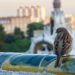Cómo impacta el cambio climático a las aves