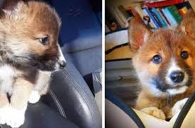 Pensaron que era un perrito y resultó ser un dingo
