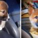Pensaron que era un perrito y resultó ser un dingo