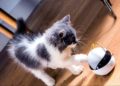 Ebo: el robot que juega con tu gato cuando no estás