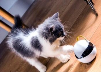 Ebo: el robot que juega con tu gato cuando no estás