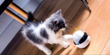 Ebo: el robot que juega con tu gato cuando no estás