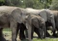 200 elefantes muertos de hambre y sed por sequía en África