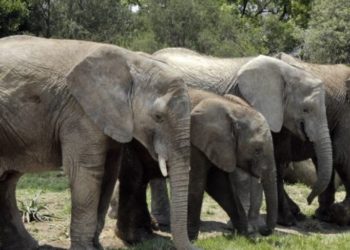 200 elefantes muertos de hambre y sed por sequía en África