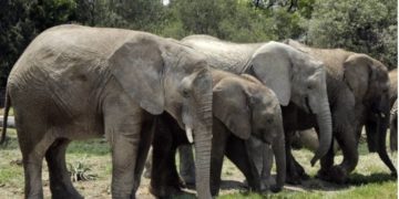 200 elefantes muertos de hambre y sed por sequía en África
