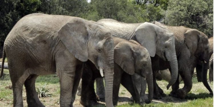 200 elefantes muertos de hambre y sed por sequía en África