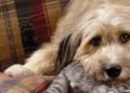 Perros y gatos pueden padecer Diabetes