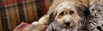 Perros y gatos pueden padecer Diabetes