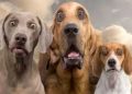 Dirección de Ecología registrará mascotas por medio de App Móvil