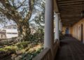 La Ceiba, un árbol para las artes