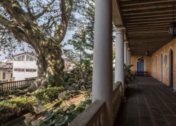 La Ceiba, un árbol para las artes