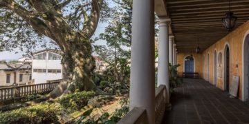 La Ceiba, un árbol para las artes