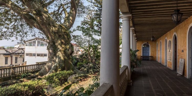 La Ceiba, un árbol para las artes