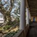 La Ceiba, un árbol para las artes