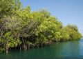 En Yucatán, denuncian destrucción de manglares para construir casas