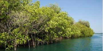 En Yucatán, denuncian destrucción de manglares para construir casas
