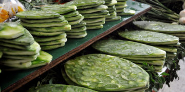 ¡El nopal será el alimento del futuro!