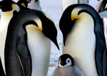 Pingüinos emperador en peligro de extinción por calentamiento global