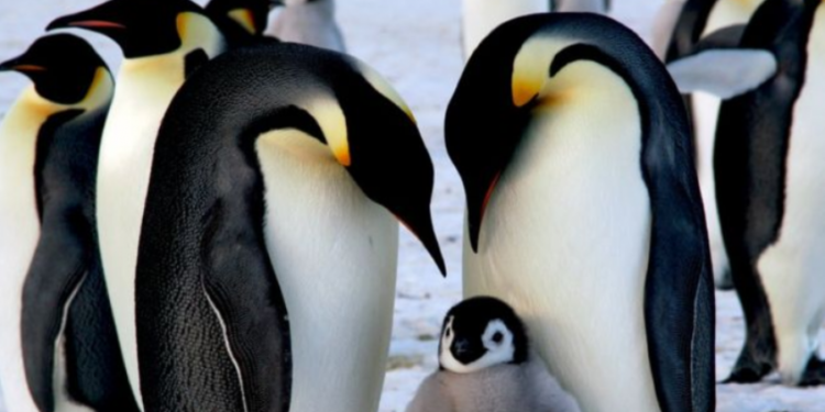 Pingüinos emperador en peligro de extinción por calentamiento global