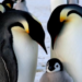 Pingüinos emperador en peligro de extinción por calentamiento global