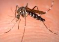 Confirman casos de zika y de dengue en la Sinaloa