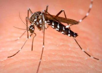 Confirman casos de zika y de dengue en la Sinaloa