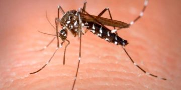 Confirman casos de zika y de dengue en la Sinaloa