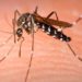 Confirman casos de zika y de dengue en la Sinaloa