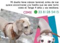 El dueño de Galleta tiene cáncer terminal; le busca nuevo hogar