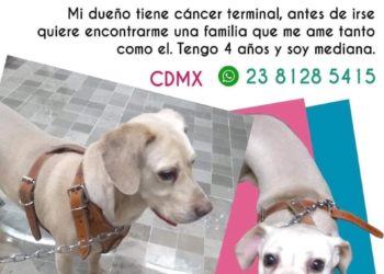 El dueño de Galleta tiene cáncer terminal; le busca nuevo hogar