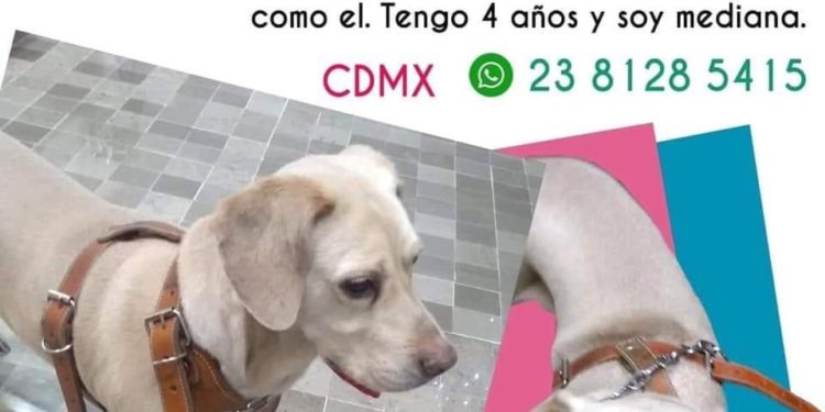 El dueño de Galleta tiene cáncer terminal; le busca nuevo hogar