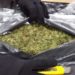 Aseguran 11 kilos de marihuana en Aeropuerto