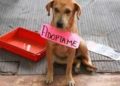 Gran participación en el primer Adopton: 68 adopciones