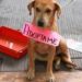 Gran participación en el primer Adopton: 68 adopciones